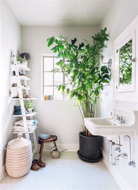 Hey Everyone These Bathroom Are Perfect For The Bathroom Plants