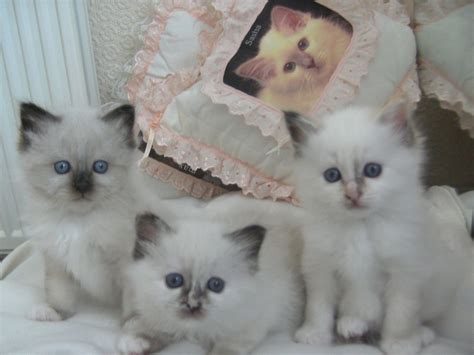 I am an exotic kitten breeder and offer kittens for sale in virginia specializing in: Birman kittens for sale | Stockport, Greater Manchester ...