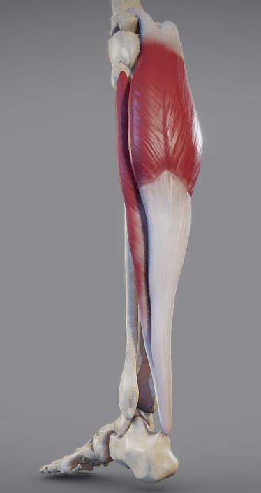 Leg Muscles Posterior Superficial Muscle Group 3d Asset