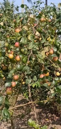 Well Watered Kashmiri Apple Ber Plant For Fruits At Rs 45piece In Kolkata