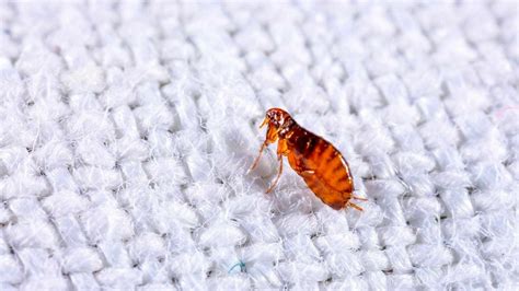 How To Get Rid Of Fleas In Your Carpet Full Expert Guide