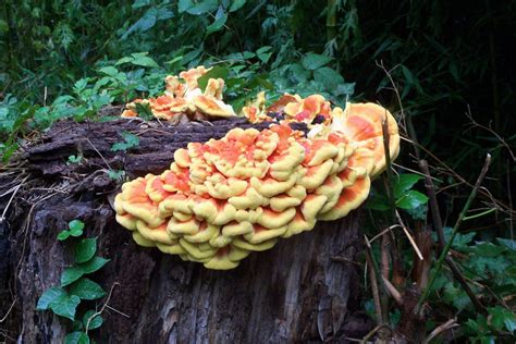 Fungus On Trees Shrubs And Annuals Tbr News Media