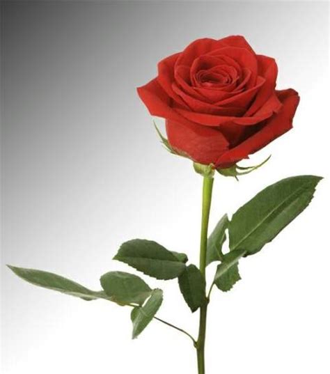 Mega Biru On Twitter Tuk Cinta Nih Bunga Mawar Merah Yg Indah