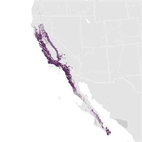 California Towhee Abundance Map Ebird Status And Trends