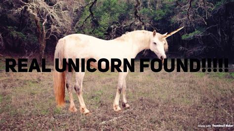 Unicorn Search Real Unicorn Found Youtube