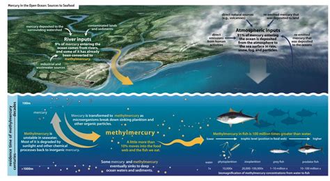 Mercury Released Into Air Contaminates Ocean Fish Study Publishes