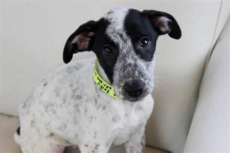 They are headstrong and active but are more relaxed than purebred heeler dogs. Adopt Vermont on | Australian cattle dog blue heeler, Dog ...