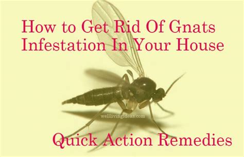 25 Quick Action Home Remedies To Get Rid Of Gnats Infestation In Your House