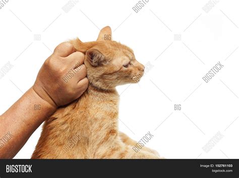 Hand Grabbing Cats Image And Photo Free Trial Bigstock