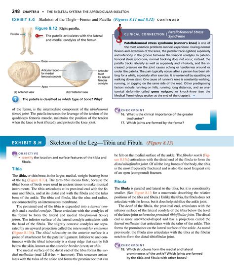 Anatomyand Physiology 94 248 Chapter 8 The Skeletal System The