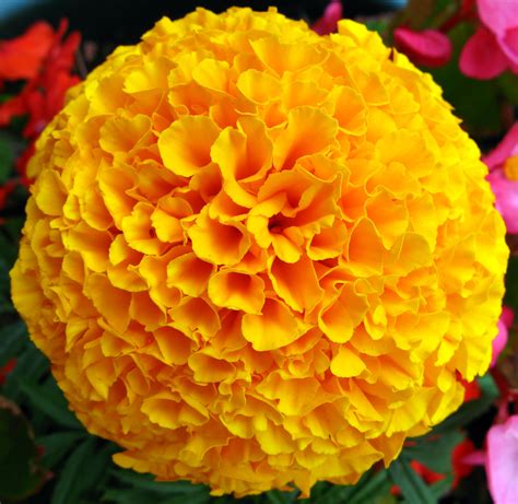 File:Yellow French Marigold Flower.jpg - Wikipedia, the free encyclopedia