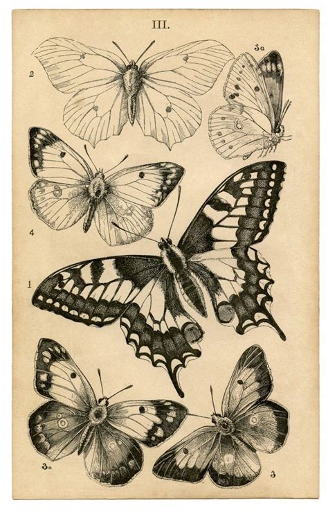 51 Best Vintage Scientific Drawings Images On Pinterest Botany