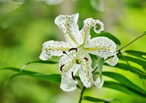 We did not find results for: Terkeren 29+ Gambar Bunga Bakung Di Padang - Gambar Bunga ...