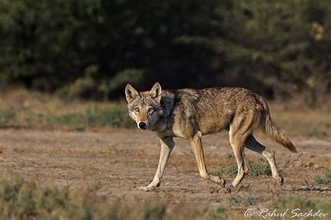 Wolf Species The Indian Wolf