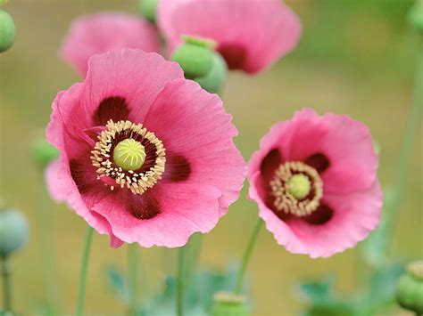 Pink Poppies Poppy Flower Petal Pink Papaver Hd Wallpaper Peakpx