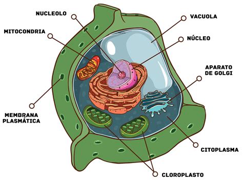 Estructura De La Celula Eucariota Y Sus Partes idea e inspiración