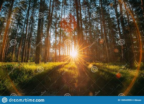 Beautiful Sunset Sunrise Sun Sunshine In Sunny Summer Coniferous Stock