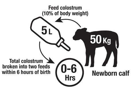 Newborn Calves Are Like Cancer Patients Daviesway