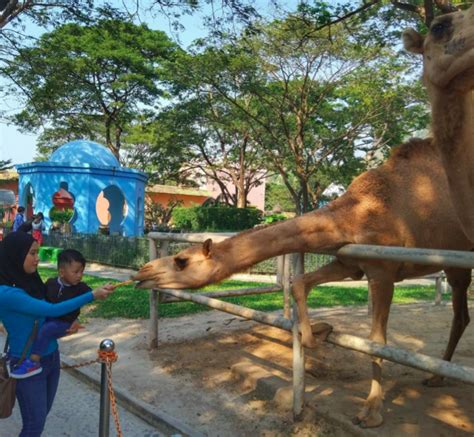 For younger children there is bicycles shaped like ponies and trampolines with safety harnesses for even the really young ones. Itinerari Ke Bangkok 5 Hari 4 Malam