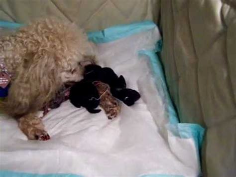 They come out better with lubrication; Toy Poodle Giving Birth - YouTube