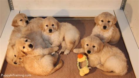 Use the search tool below and browse adoptable golden. Our Litter Of Golden Retriever Pups - Week 7 - Puppy In ...