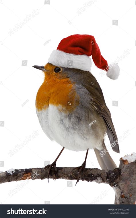 Robin Santa Hat Stock Photo 246602302 Shutterstock