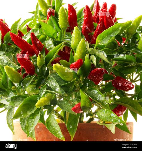Ornamental Chili Peppers Plant In Pot Isolated On A White Background