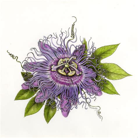 Flowers Gallery | Passion fruit flower, Passion flower, Passion flower tattoo