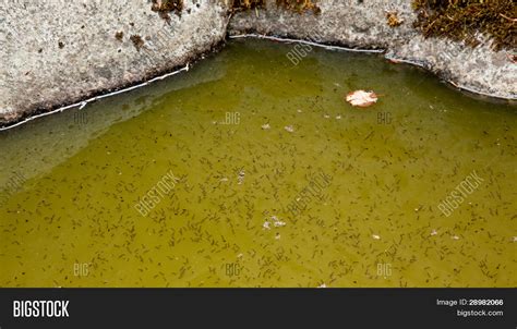 Typically, mosquitoes lay their eggs in standing water. Mosquito Larva Water Image & Photo (Free Trial) | Bigstock