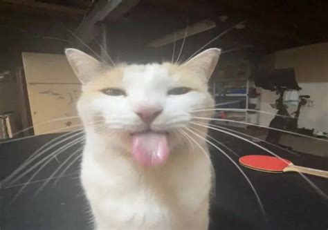 Cat Sticking Out Its Tongue Silly Cats Pictures Silly Cats Pretty Cats
