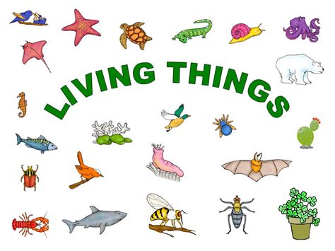 What Are The Characteristics Of Living Things Your Info Master