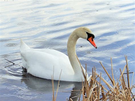 There is no sexual dimorphism in plumage, but. Mute Swan - BirdWatching