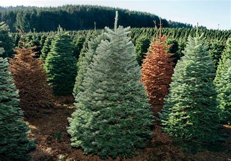 12 Best Christmas Tree Farms In USA For Perfect Christmas Trees | Live ...