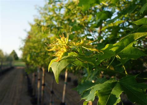 Sun to part shade, more heat and drought tolerant than a norway maple. Pacific Sunset Maple Tree