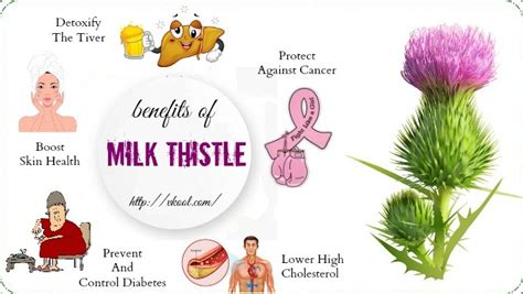 14 Health Benefits Of Milk Thistle Extract For The Human Body