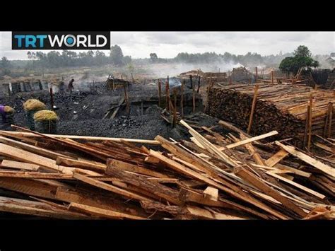 Madagascar Deforestation Logging Threatens Rare Biodiversity Turkish