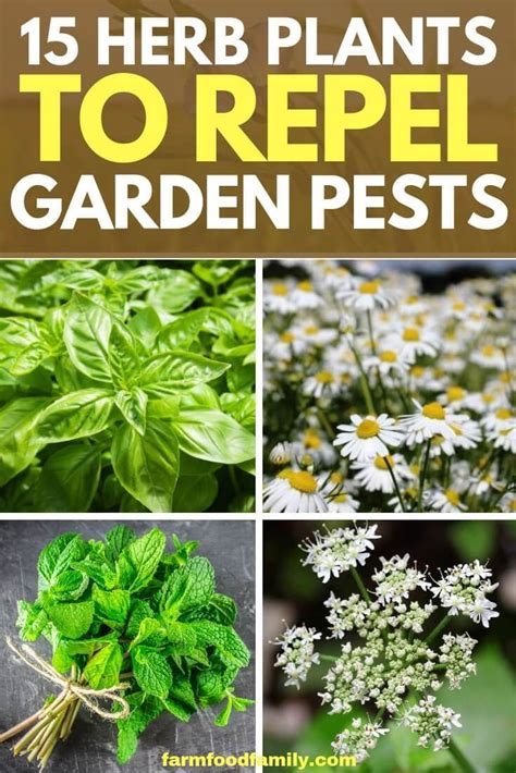 We did not find results for: 15 Herb Plants To Repel Garden Pests | Planting herbs ...
