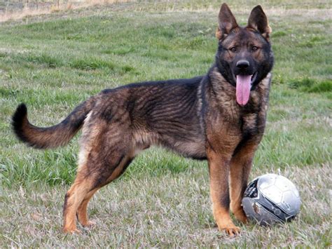 German shepherd puppies available for a new german shepherd puppies available for a new home shipping available all over the usa serious contact only at 720 not named yet black and red akc german shepherd puppies for sale. Show Me your Sables - Page 2 | Sable german shepherd ...