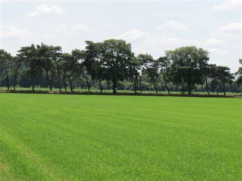 Gambar Pemandangan Pohon Alam Hutan Struktur Menanam Bidang