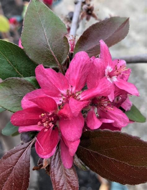 Malus Ioensis Rubra Flowering Crabapple Ellenby Tree Farm