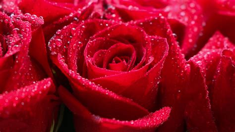 Download Wallpaper 1366x768 Red Rose Water Drops Shine Close Up