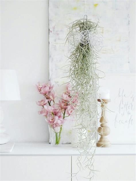 Möchten sie zugriff auf den vollständigen artikelinhalt? Die schönsten Orchideen Deko Ideen - Seite 2