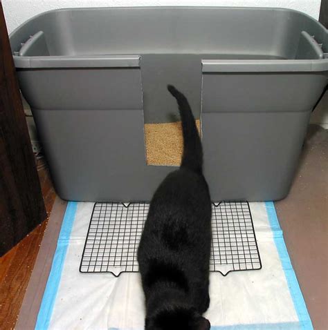 If a trap was used to capture the kitten, transfer the kitten to a cage or a pet carrier large enough for a small litter box and bedding. Best Large Cat Litter Box in 2018