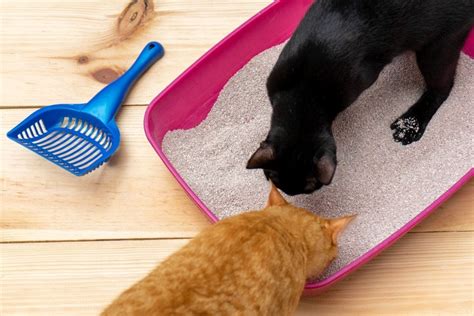 Clumping Vs Non Clumping Cat Litter Which Is Best In 2021 Hepper