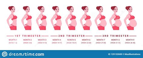 Pregnancy Development By Months Isolated Vector Illustration Stock