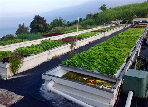 A modest aquaponics system can produce up to 110 pounds of fresh fish like tilapia every six months … and let's not fail to remember the 220 pounds of vegetable yield! Everything you need to know about aquaponics | Sensi Seeds ...