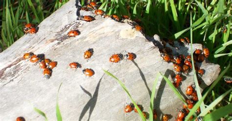 Provide a water source by placing a few damp paper towels in your garden. Why you want ladybugs overpopulating your garden and how ...