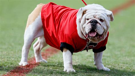 Georgia Bulldog Mascot Uga Ix Aka Russ To Retire At Age 11 Ncaa