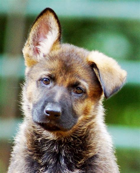 47 Best Pictures German Shepherd Puppies Syracuse Ny German Shepherds