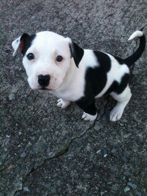 Black And White Pitbull Terrier Puppies Contoh Banner Dimsum